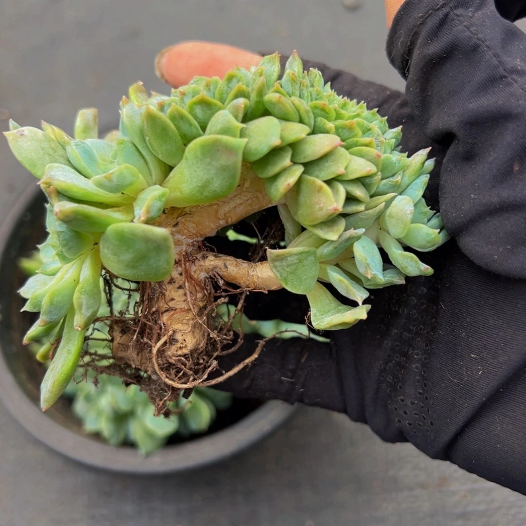 紫心山茶花冰魄缀微瑕