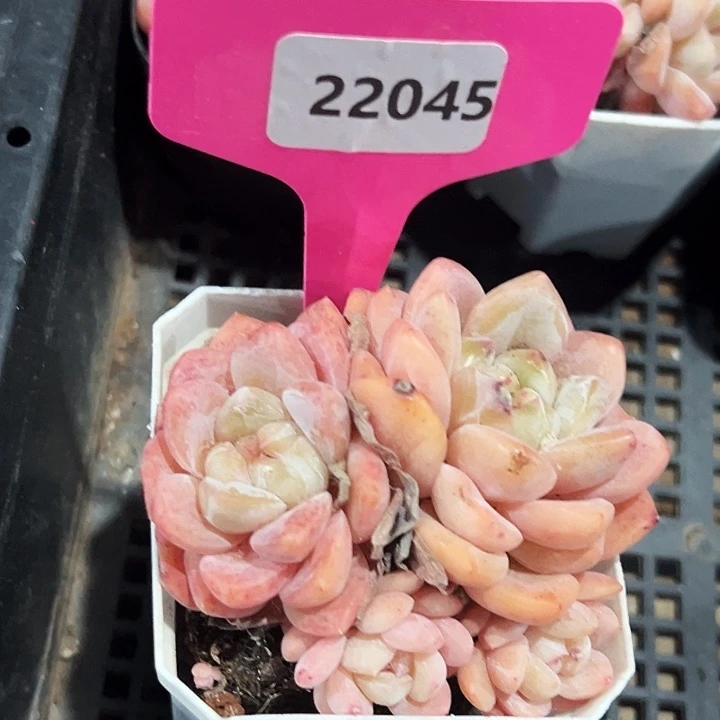 糖心        22045号