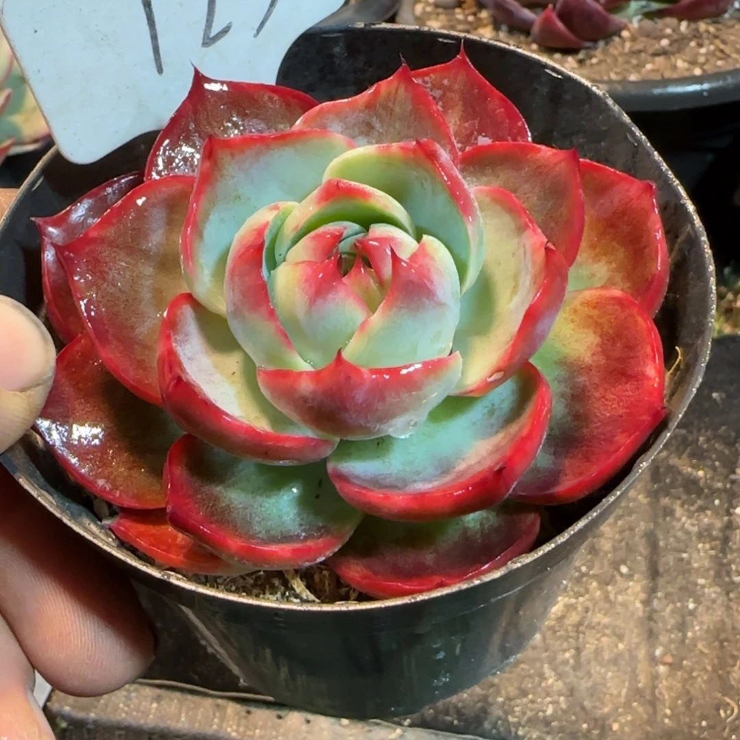 小精致圆脸惊鸿一物一拍包装收缩花旱123