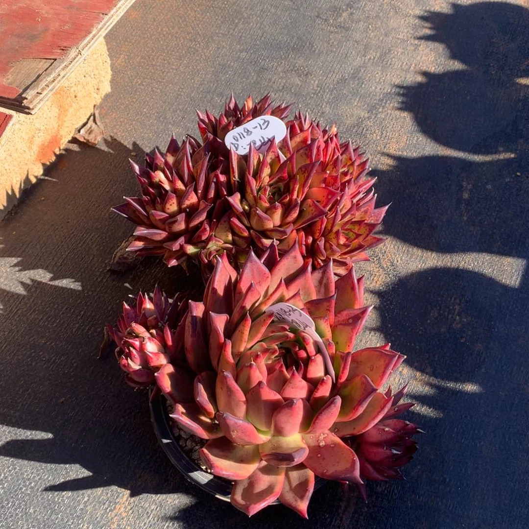 东云组拍0118-13（巴山）