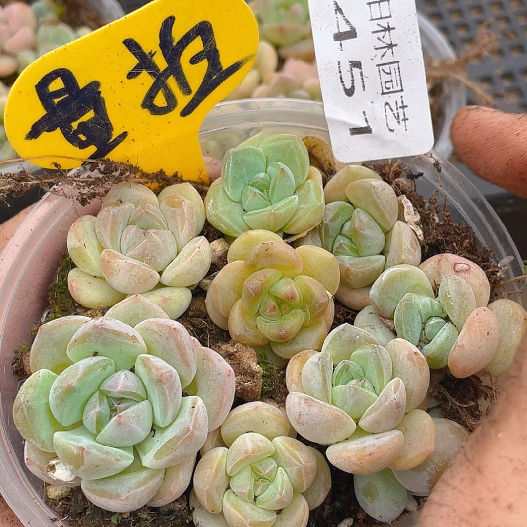 量拍多肉植物多肉植物451