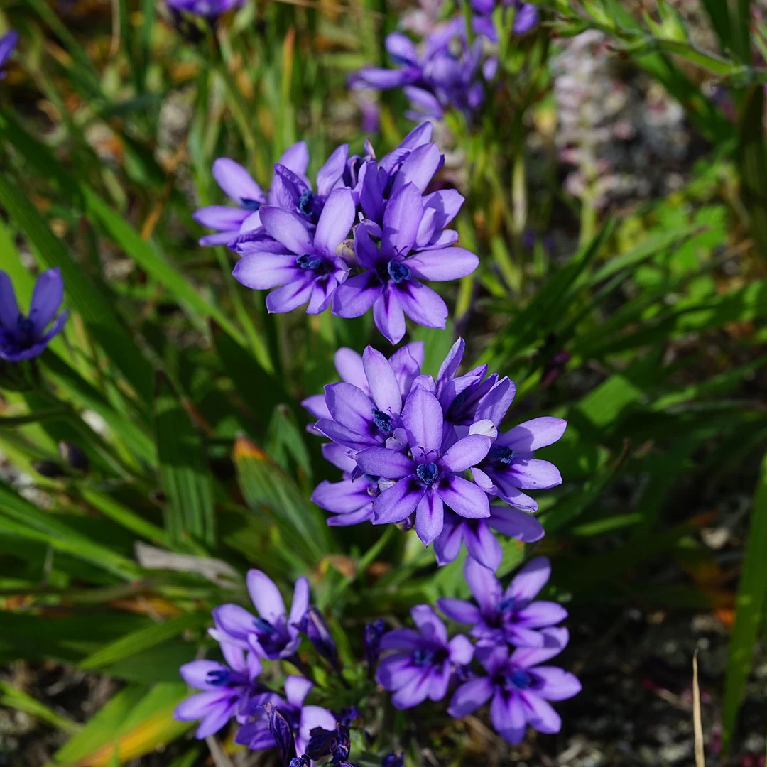 Babiana villosula 狒狒花 鸢尾