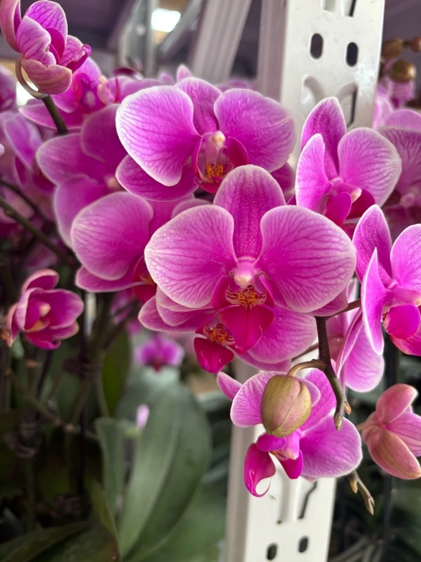 蝴蝶兰———(糖果)当苗卖（全场两颗包邮只拍一颗发花后苗）