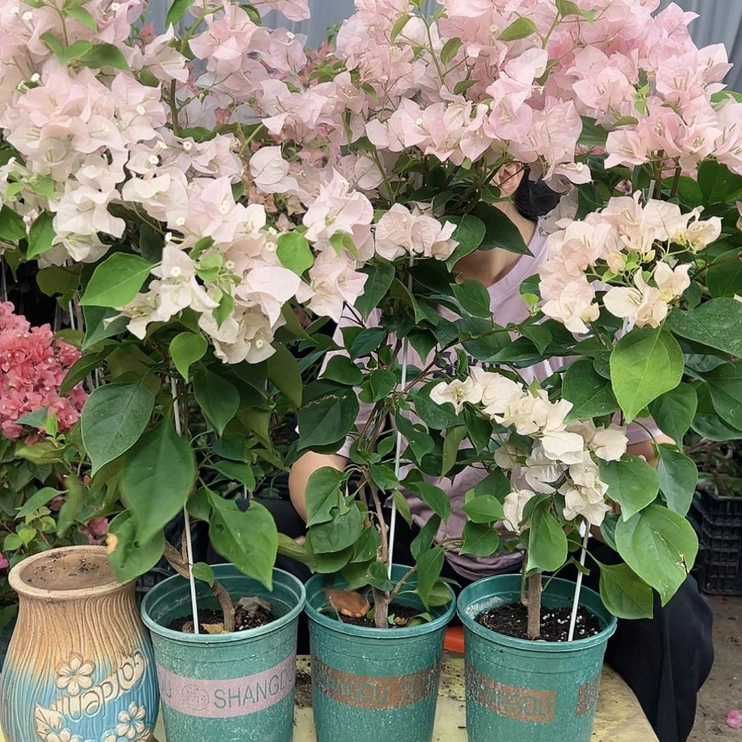 当前无花栽培后可以开花安娜带竹一棵