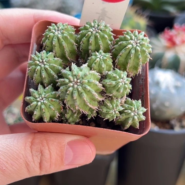 丰收大戟一棵仙人球