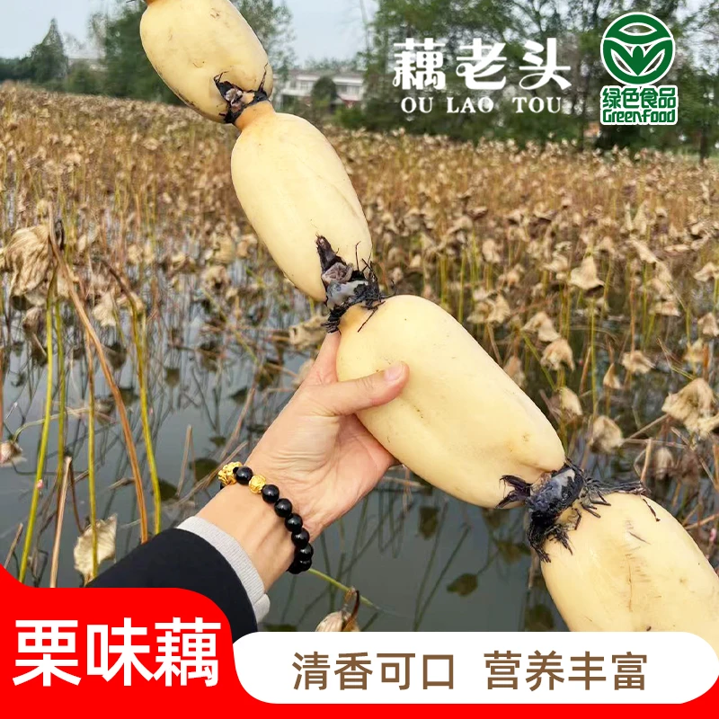 藕老头精品栗味粉藕新鲜口感细腻无渣藕香浓郁3-5斤顺丰包邮