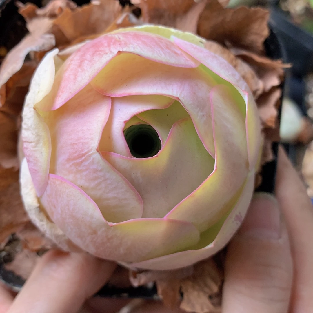 可***)一物一拍星辰福利533