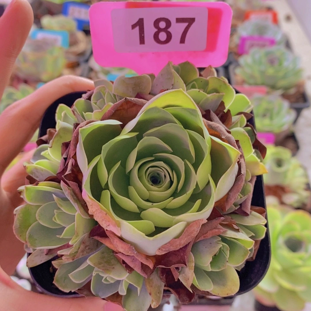 山地玫瑰一物一拍187
