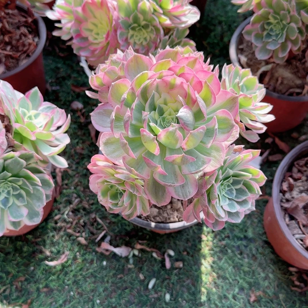 无花朵海王18特价