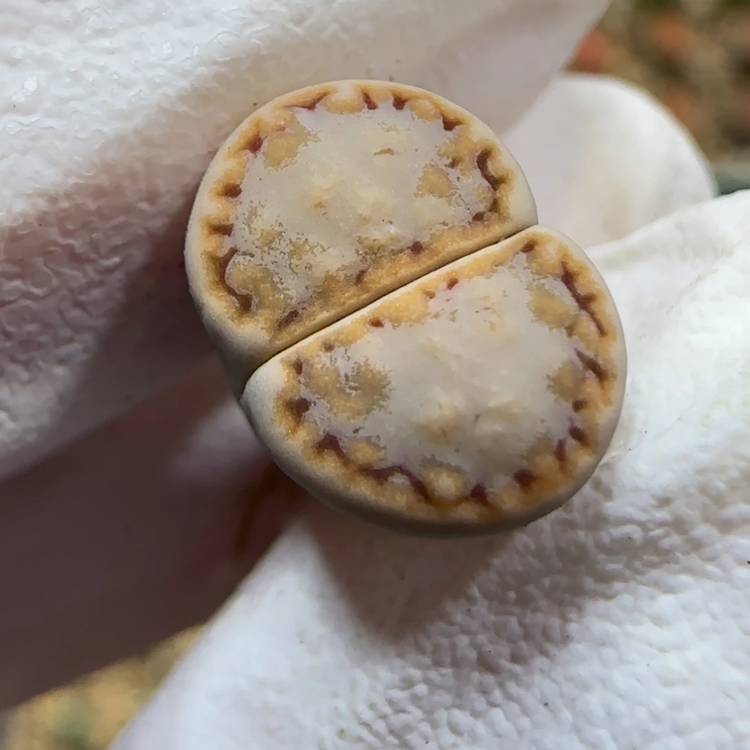 9.22。  c216饼干。  9032