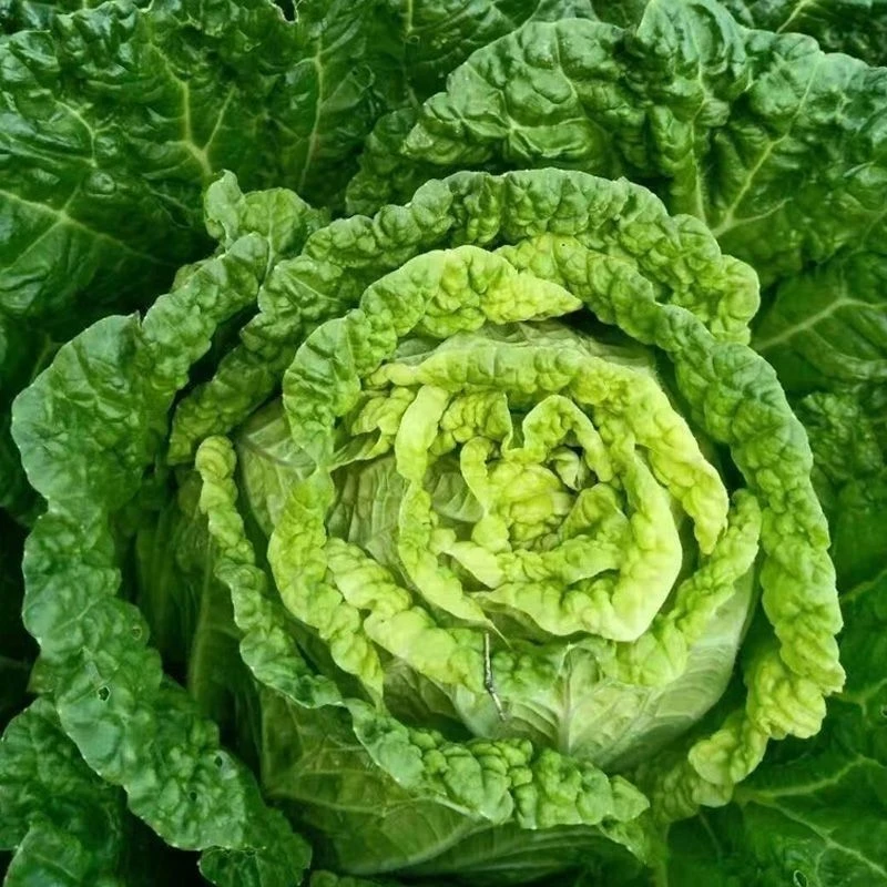 新鲜霜冻黄心菜黄心乌塌菜当季脆嫩火锅蔬菜