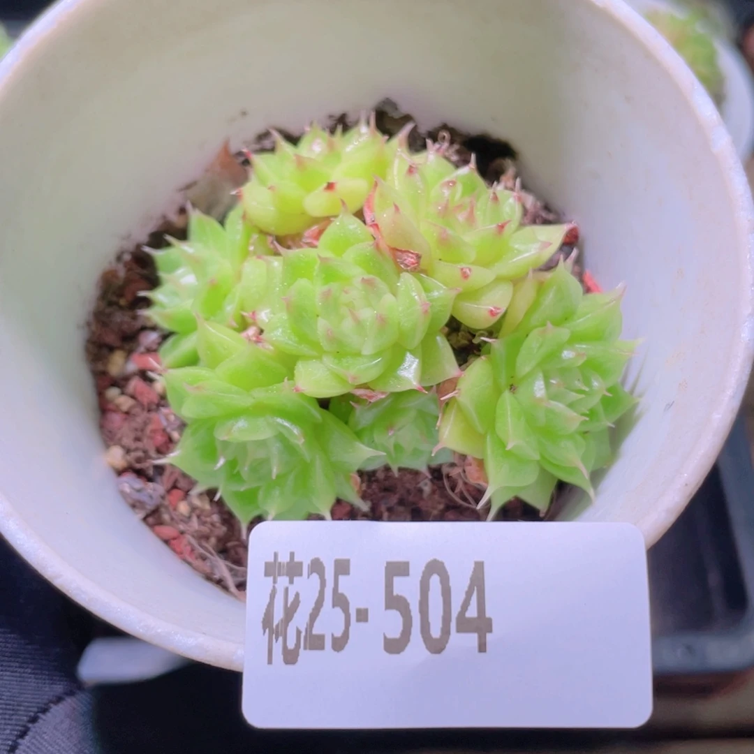 花利美25-504麦秆