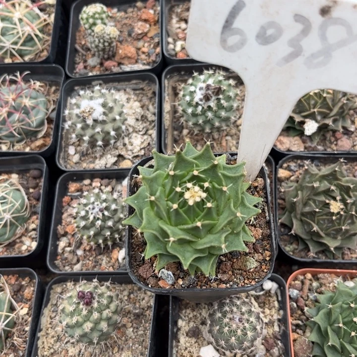 活****?6038名球帝冠好养皮实