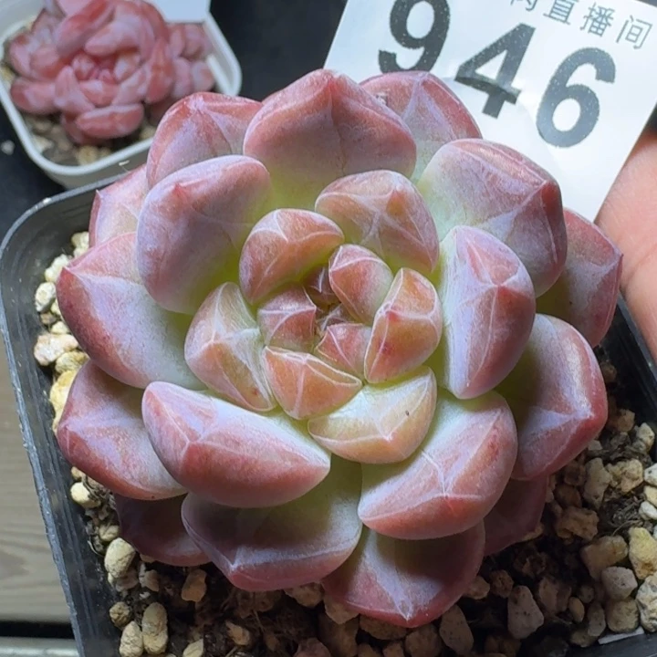 黛玉冰魄            多肉植物