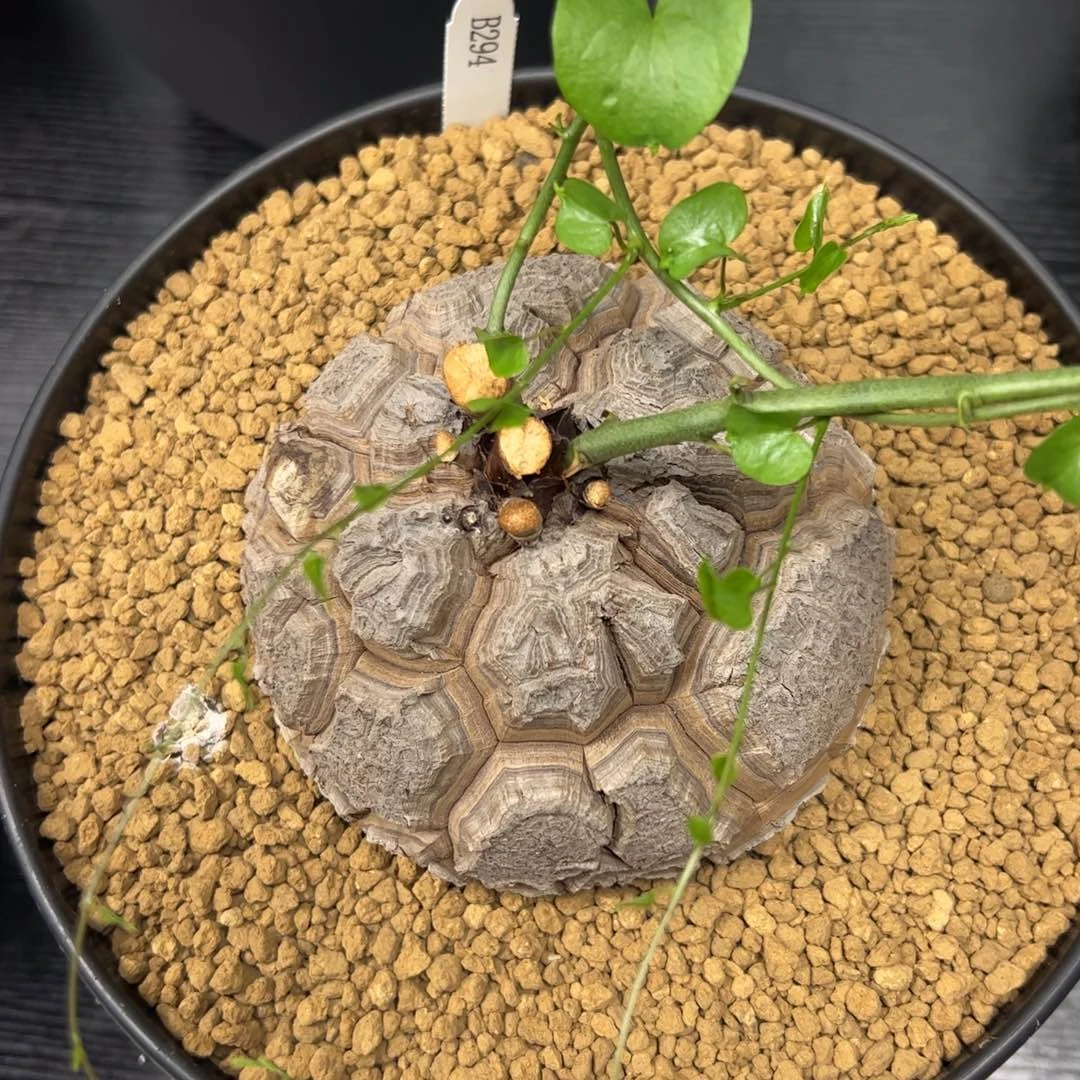 精品盆栽养定的龟甲龙294号