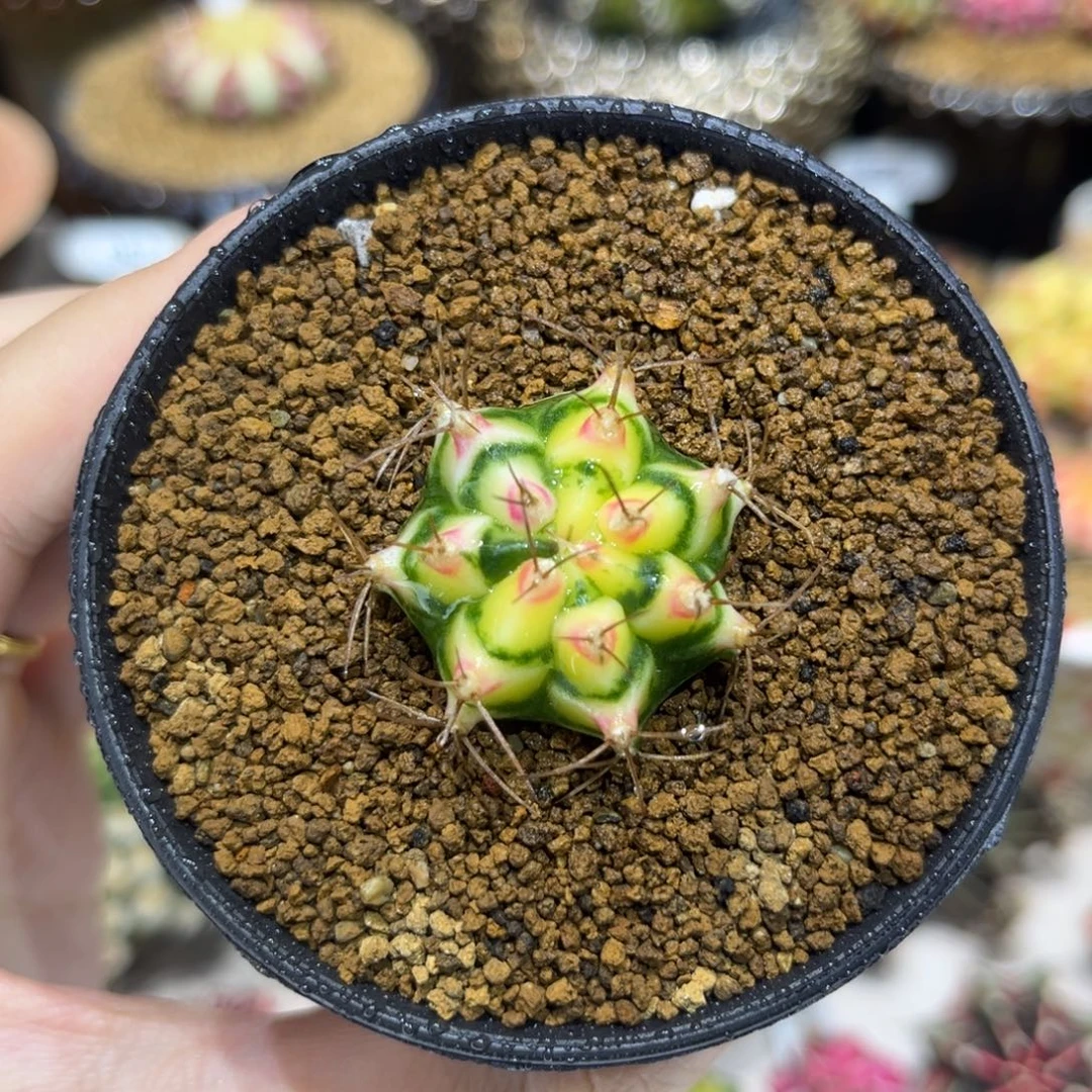 3cm普卡妈妈家小花田