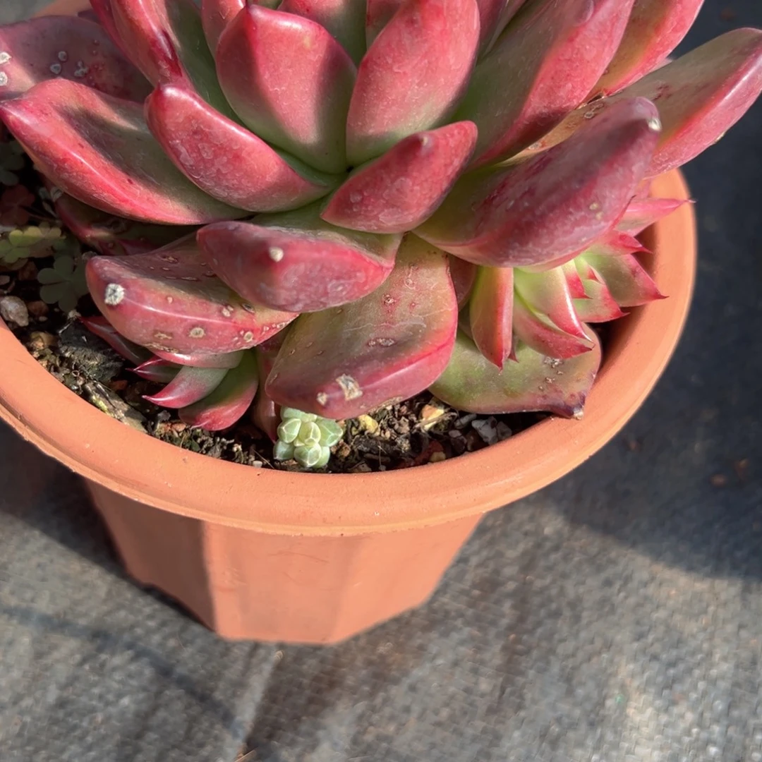 野生多肉坎戴拉贝诺一株包邮