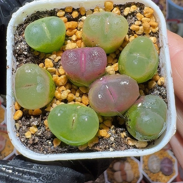 生石花112222。   106