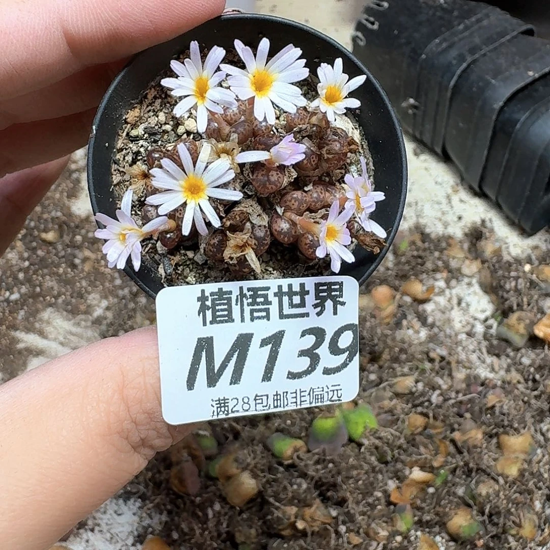 多肉植物多肉植物