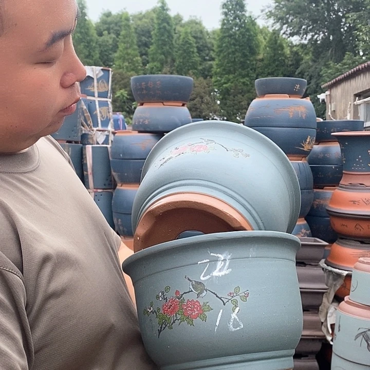 紫砂花盆盆栽植物