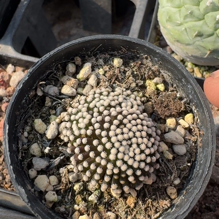 松针牡丹自根小粗跟