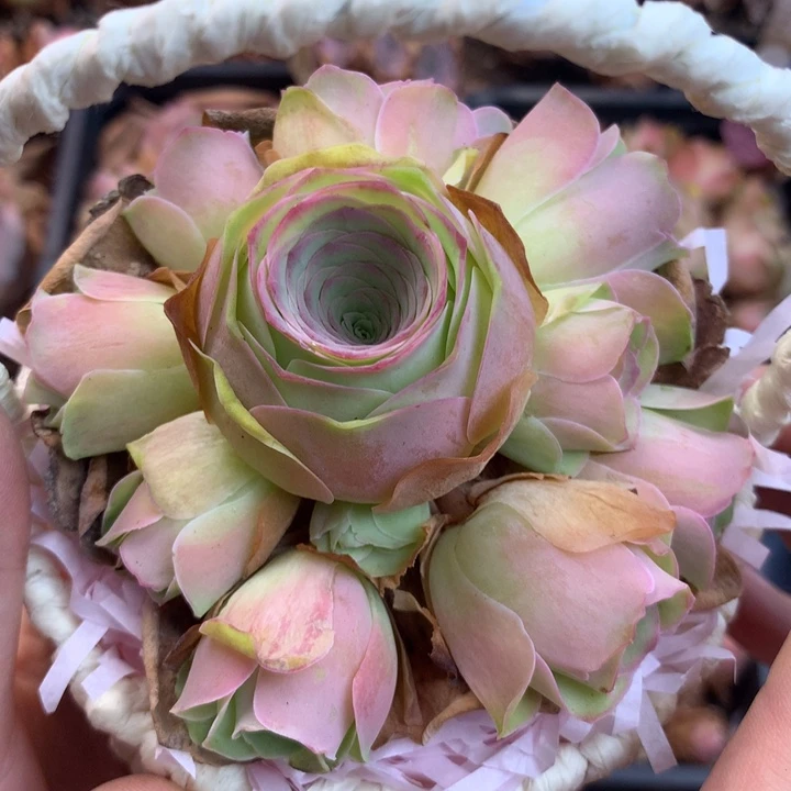 一物一拍小玉玫瑰133