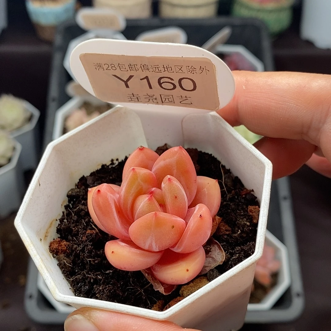 0160Q橙单头 3.5cm