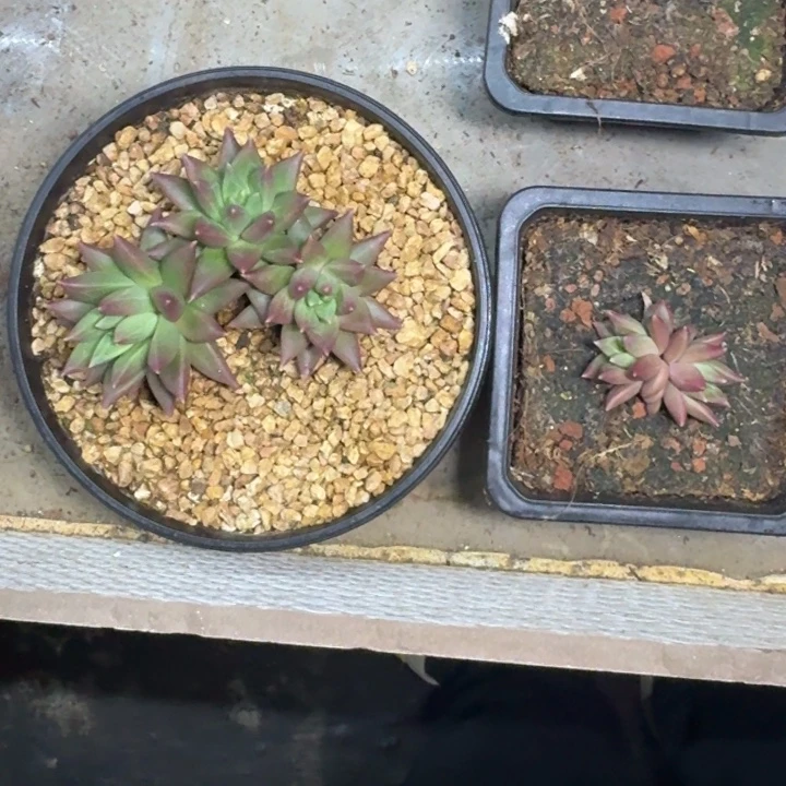 狼牙个体 叶插  一物一拍