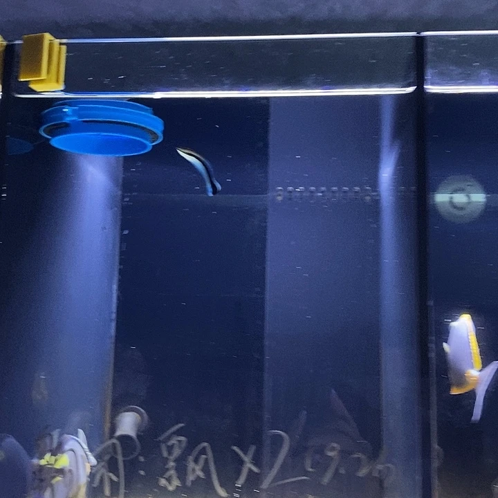 海水鱼飘飘海水鱼鱼