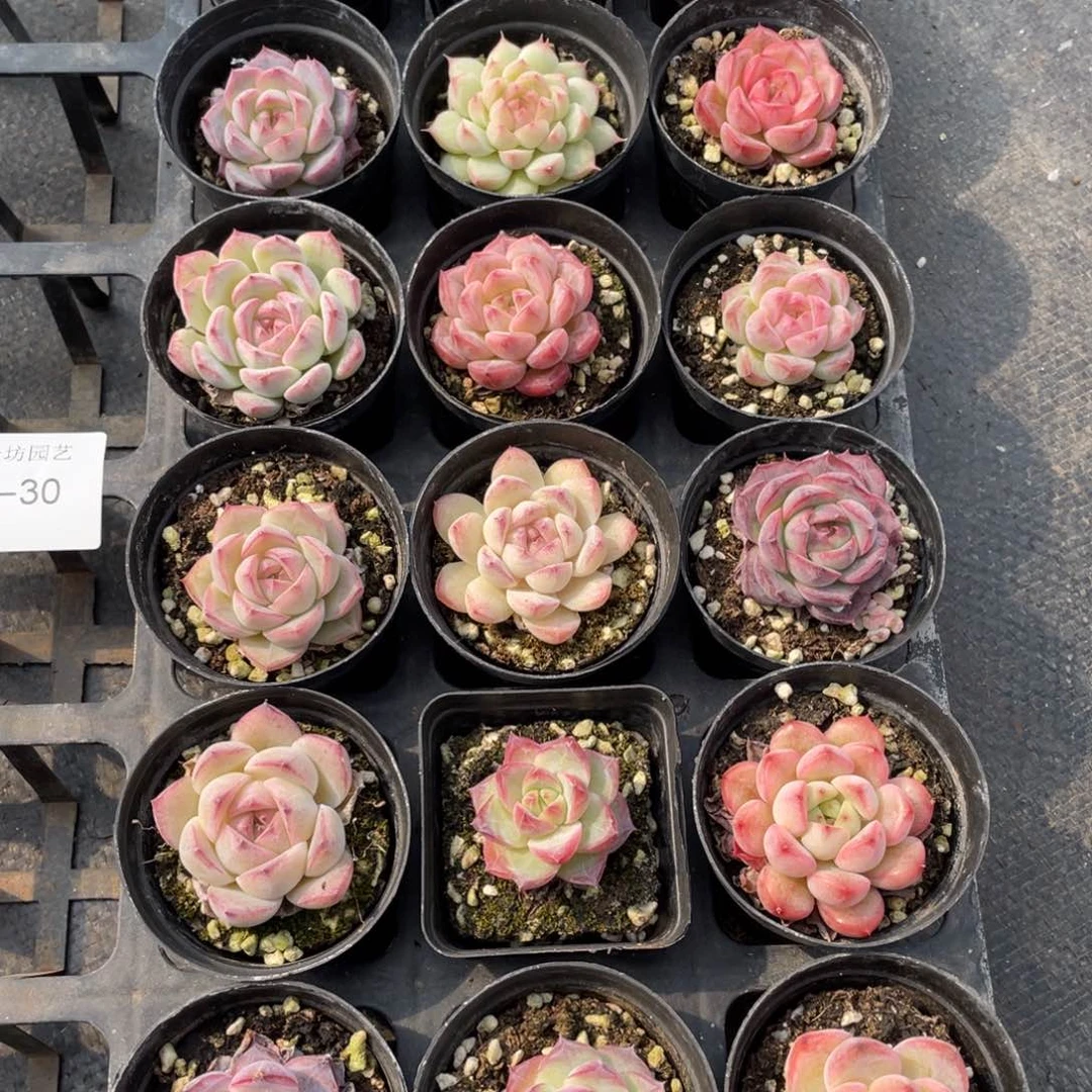 椰*?一物一拍18颗30-30