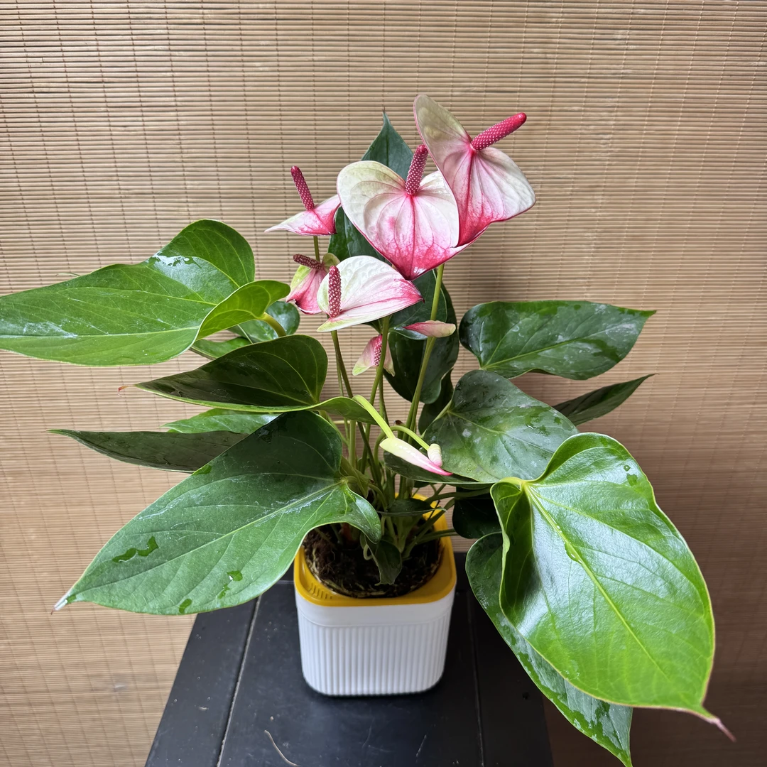 【彩掌-神秘120杯】四季开花-掌类办公室客厅前台