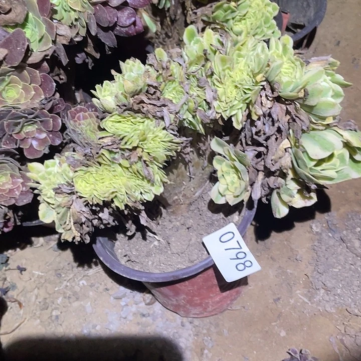 多肉植物法师798迈巴赫缀