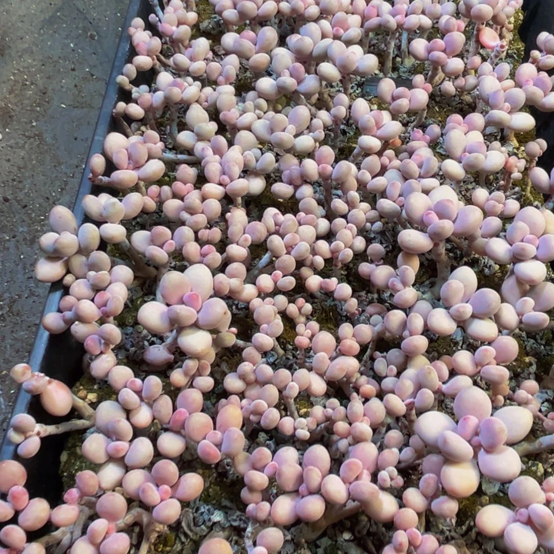 185的人都在用这个词