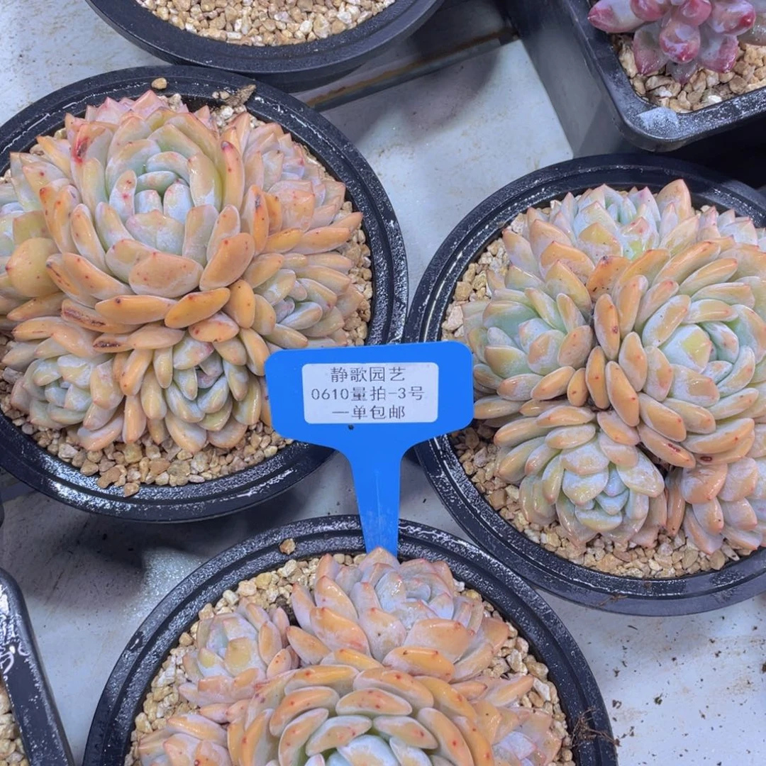 0610-3-韩版梦露手捧一颗