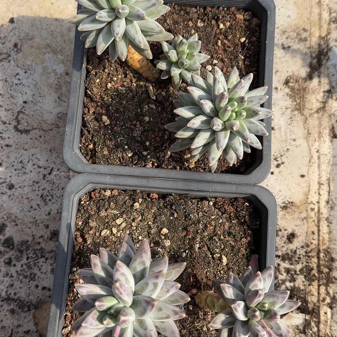 伊拉鲁斯多肉00000000000