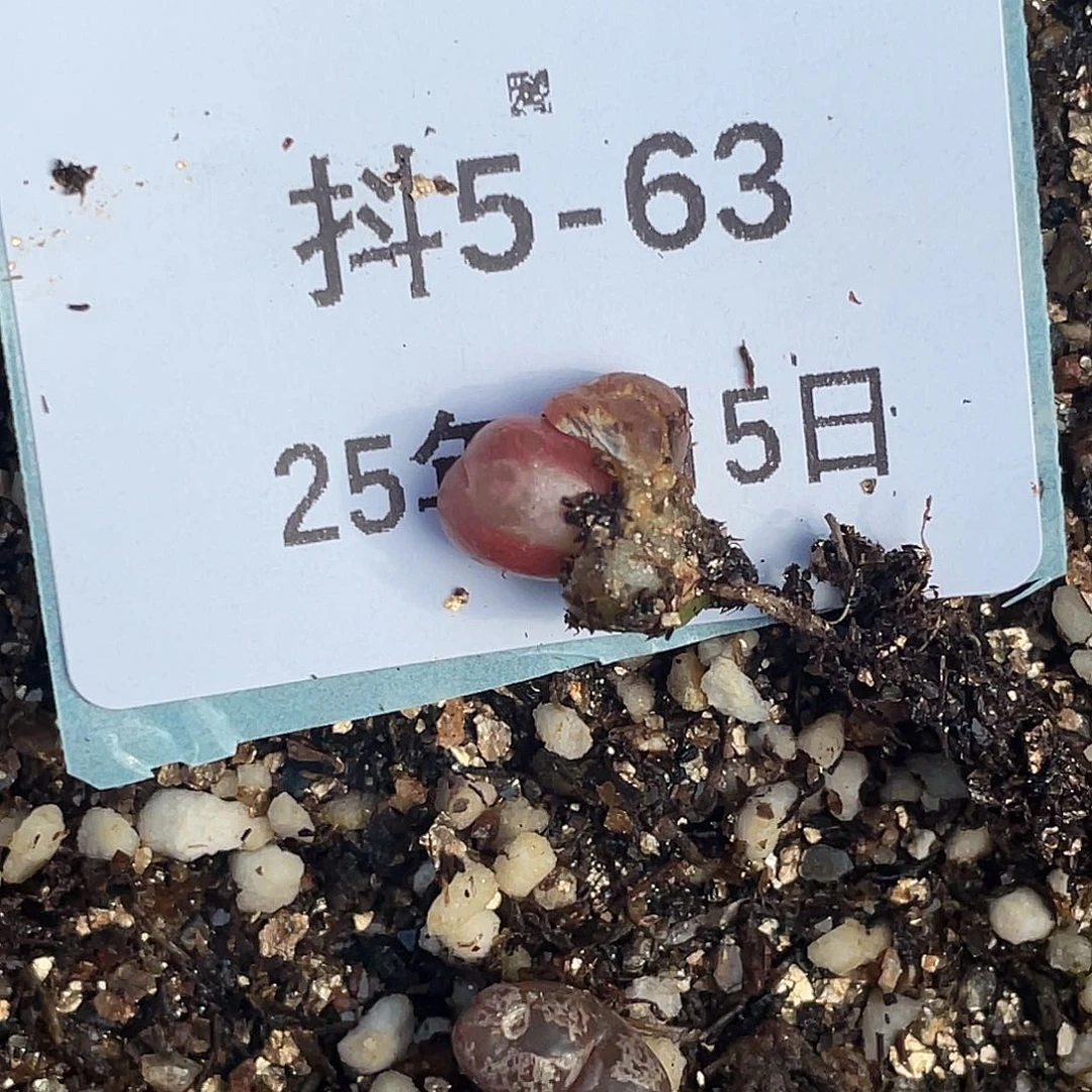 赛****g5-63肉锥多肉植物