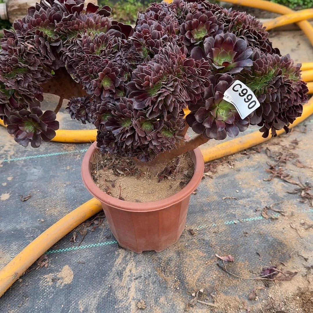 990欧紫一颗呀呀朵朵