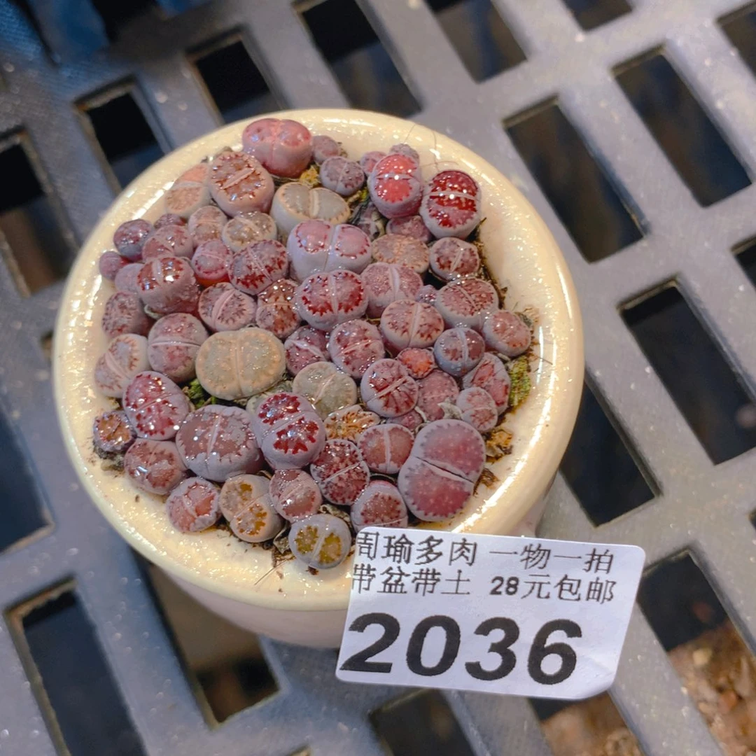 精控多肉植物2036