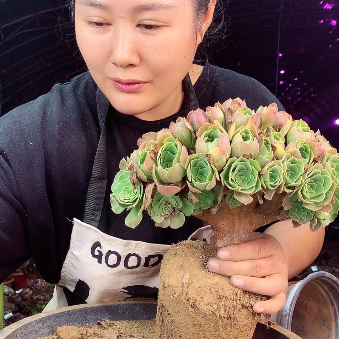 封***答柒柒精品法师脱土发货不包断侧枝645