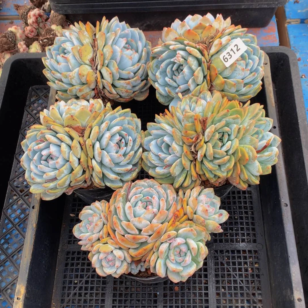 6312五个嗯嗯嗯嗯嗯嗯好吧