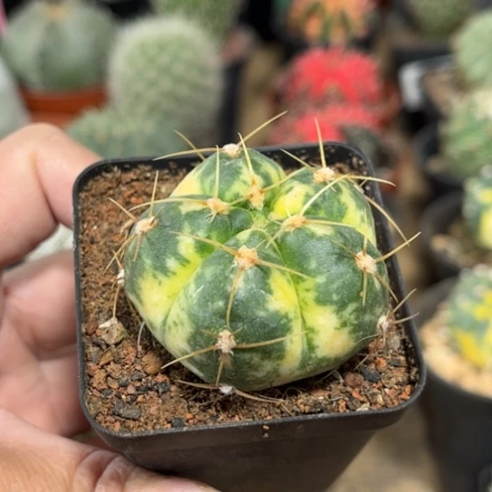 完全开放实生海王锦