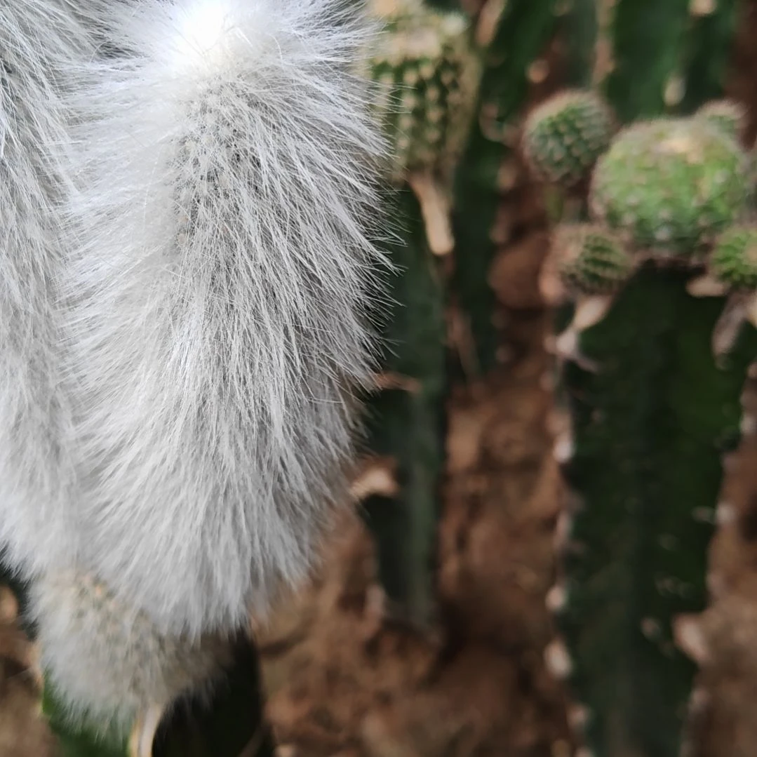 吹雪柱侧芽仙人球福