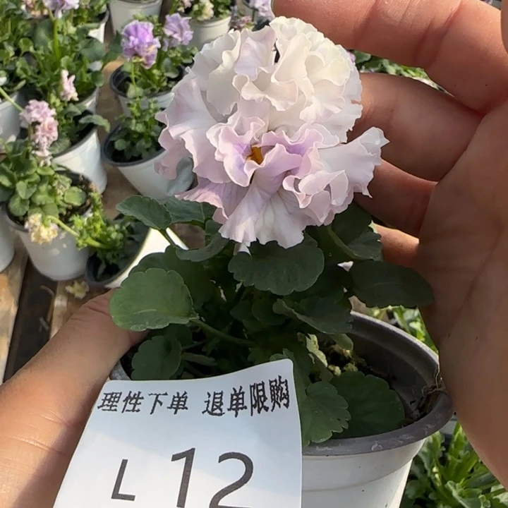 无花朵L012角堇小苗一物一拍苗晃