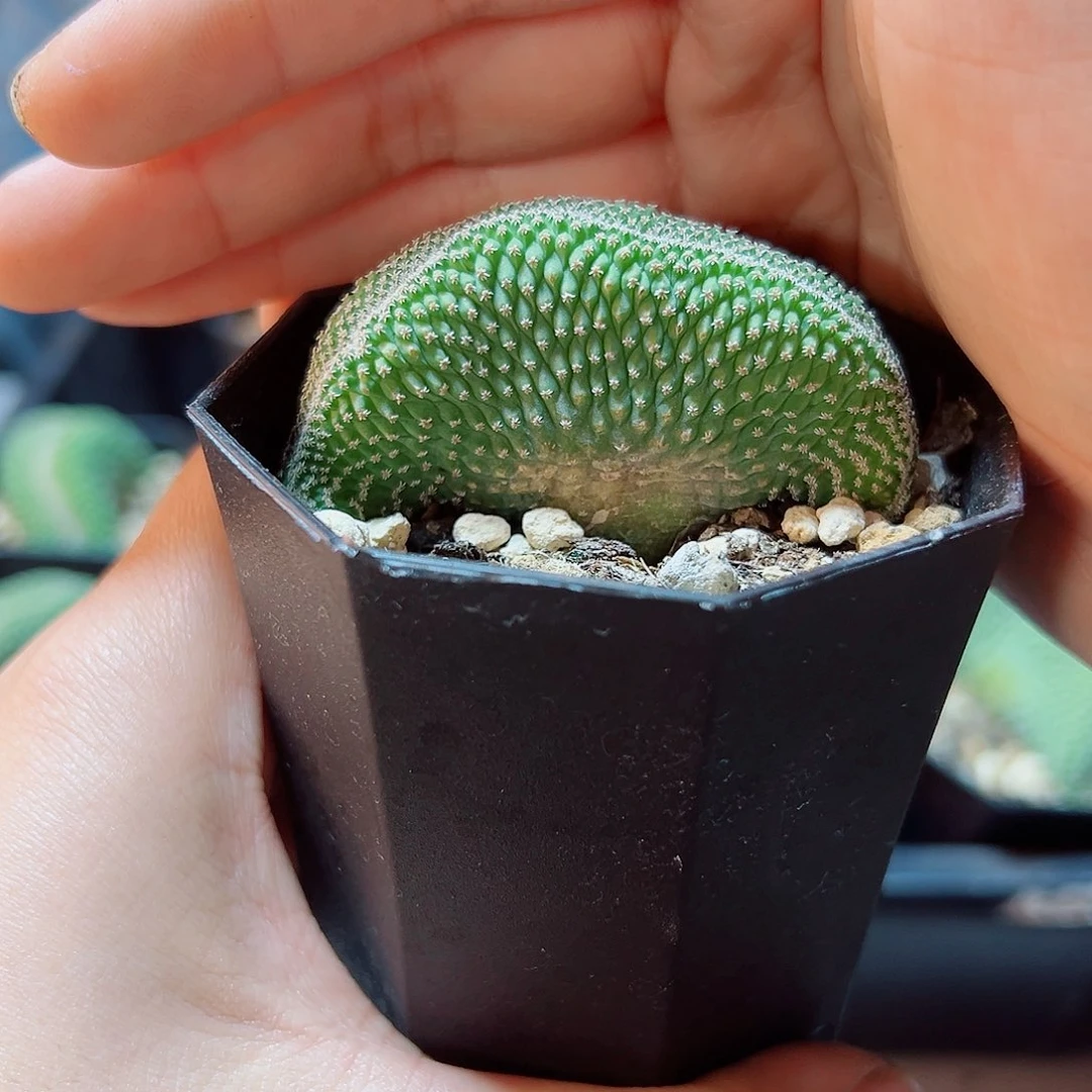 实生菊水缀化6公分带盆底部老皮