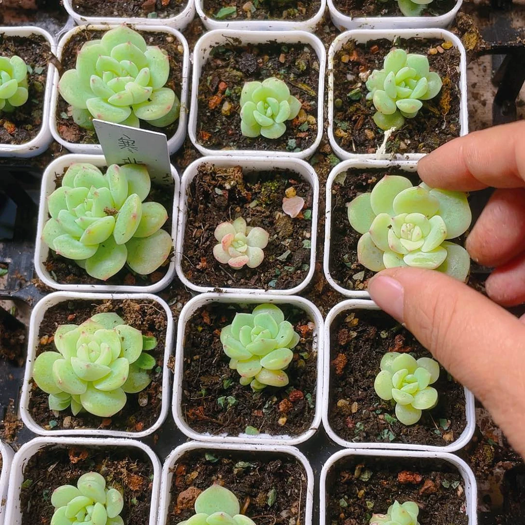 寒绯盆一个满25包邮