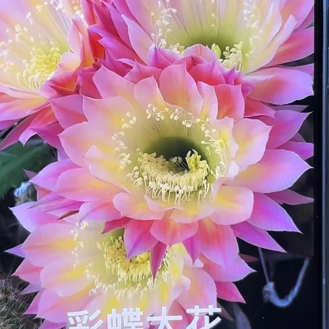 菜碟彩侧牙20包邮20