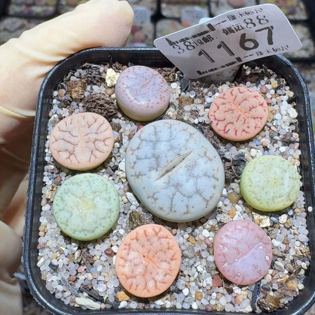 zzz美货便宜啦1167