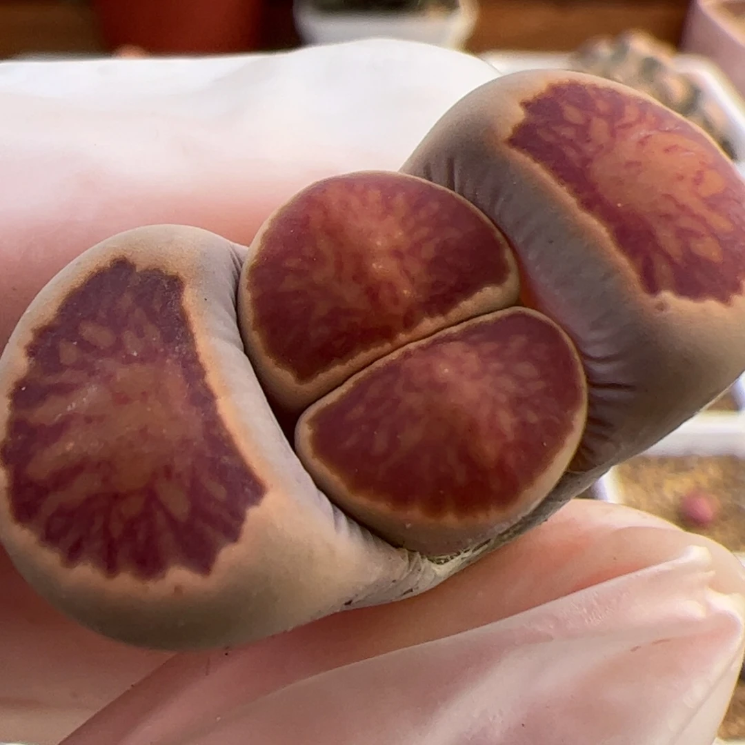 0363号菊 多肉植物