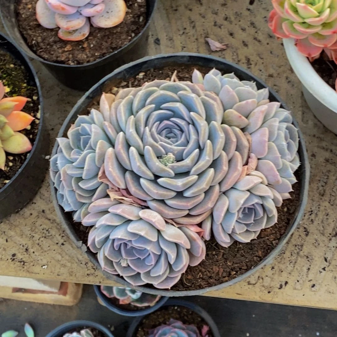 *48包邮一物一拍多肉