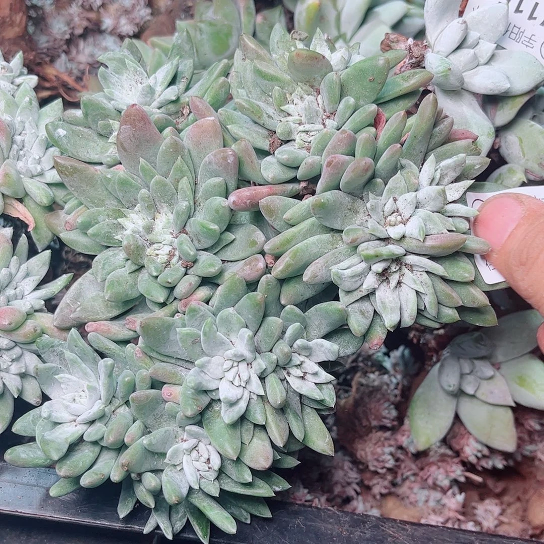 1162瑕疵千收寄拇指多肉